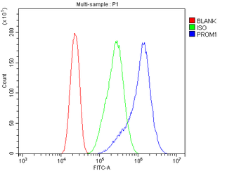 PROM1 Rabbit Polyclonal Antibody
