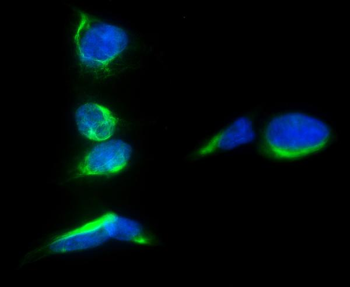 PROM1 Rabbit Polyclonal Antibody