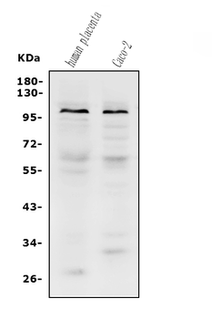 PROM1 Rabbit Polyclonal Antibody