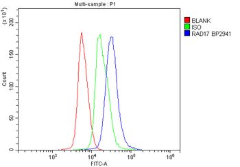 Rad17 Rabbit Polyclonal Antibody