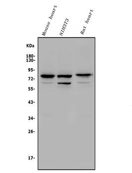 Rad17 Rabbit Polyclonal Antibody