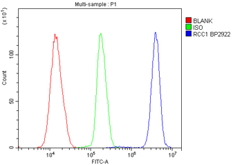 RCC1 Rabbit Polyclonal Antibody