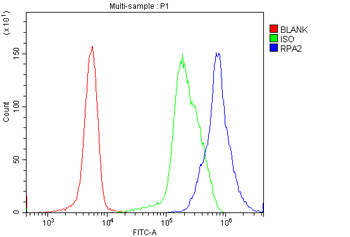 RPA32/RPA2 Rabbit Polyclonal Antibody