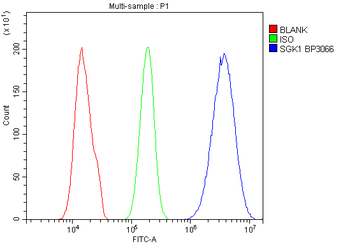 SGK1 Rabbit Polyclonal Antibody