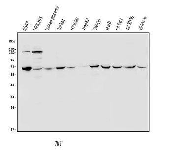 Transketolase/TKT Rabbit Polyclonal Antibody