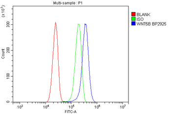 Wnt5b Rabbit Polyclonal Antibody