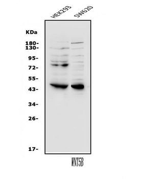 Wnt5b Rabbit Polyclonal Antibody
