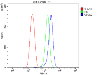 BCRP/ABCG2 Rabbit Polyclonal Antibody