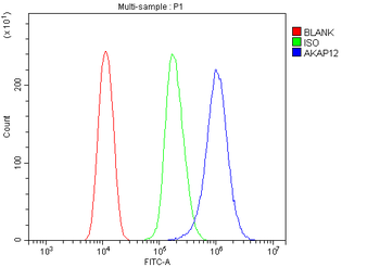 AKAP12 Rabbit Polyclonal Antibody