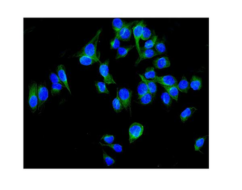 ALDH1L1 Rabbit Polyclonal Antibody