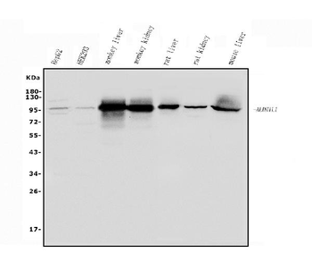 ALDH1L1 Rabbit Polyclonal Antibody