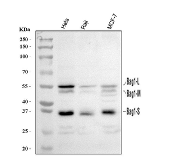 BAG1 Rabbit Polyclonal Antibody