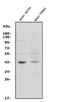 C5a-R/C5ar1 Rabbit Polyclonal Antibody