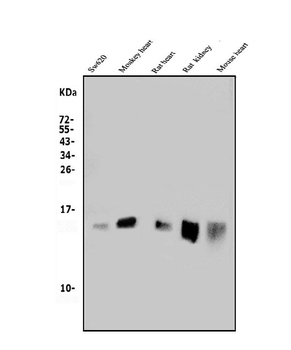 MitoNEET/CISD1 Rabbit Polyclonal Antibody