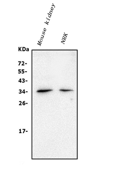 CLDN16/Claudin-16/16 Rabbit Polyclonal Antibody