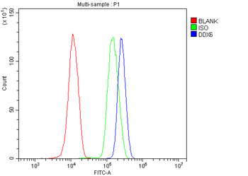 DDX6 Rabbit Polyclonal Antibody