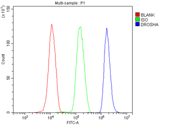 DROSHA Rabbit Polyclonal Antibody