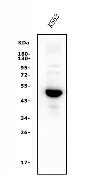 GATA1 Rabbit Polyclonal Antibody