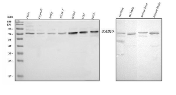 GRB10 Rabbit Polyclonal Antibody