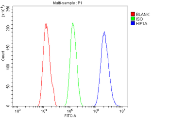 HIF-1 alpha/HIF1A/HIF Rabbit Polyclonal Antibody