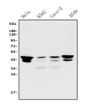 JUNB Rabbit Polyclonal Antibody