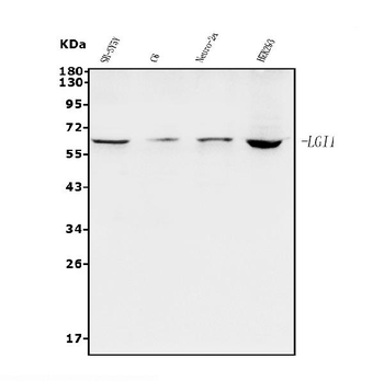 Lgi1/EPT/LGI1 Rabbit Polyclonal Antibody