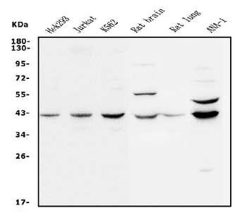 MEK2/MAP2K2 Rabbit Polyclonal Antibody