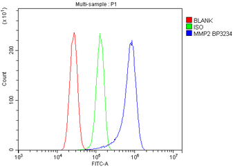 MMP2 Rabbit Polyclonal Antibody