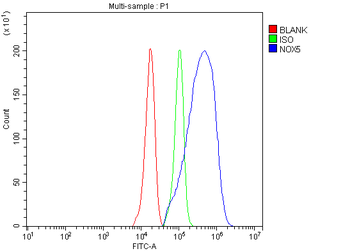 NOX5 Rabbit Polyclonal Antibody