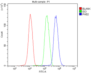 REA/PHB2 Rabbit Polyclonal Antibody