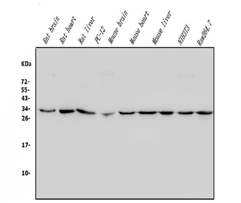 REA/PHB2 Rabbit Polyclonal Antibody