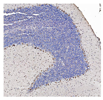 SHANK3 Rabbit Polyclonal Antibody