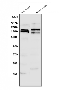 SHANK3 Rabbit Polyclonal Antibody