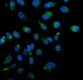 STK3/MST-2/MST Rabbit Polyclonal Antibody