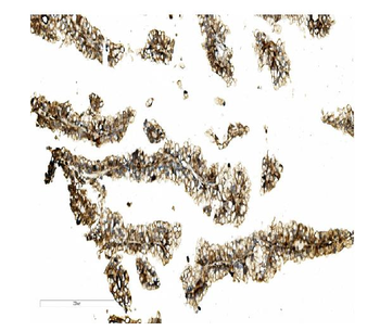 STK3/MST-2/MST Rabbit Polyclonal Antibody