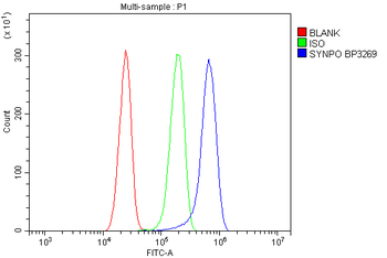 Synaptopodin/SYNPO Rabbit Polyclonal Antibody