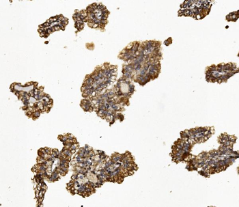 Synaptopodin/SYNPO Rabbit Polyclonal Antibody