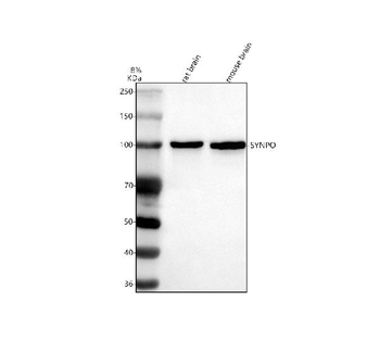 Synaptopodin/SYNPO Rabbit Polyclonal Antibody