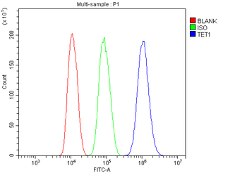TET1 Rabbit Polyclonal Antibody