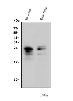 TNF alpha Rabbit Polyclonal Antibody