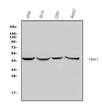 TRAF1 Rabbit Polyclonal Antibody