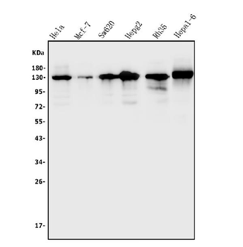 TRIM24 Rabbit Polyclonal Antibody