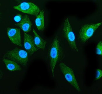 Tubulin alpha Rabbit Polyclonal Antibody