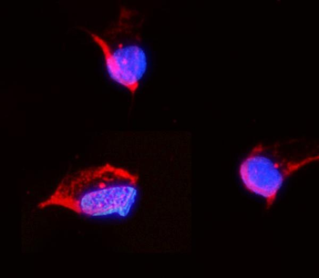 Tubulin alpha Rabbit Polyclonal Antibody
