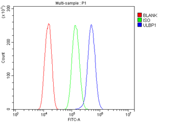 ULBP1 Rabbit Polyclonal Antibody