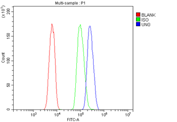 UNG Rabbit Polyclonal Antibody