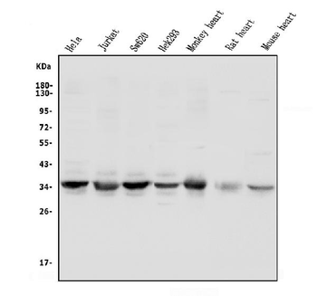 UNG Rabbit Polyclonal Antibody