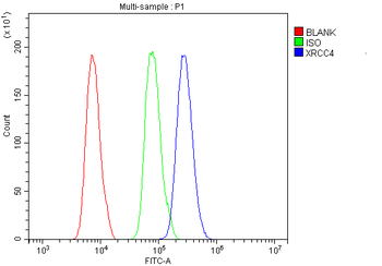 Xrcc4 Rabbit Polyclonal Antibody
