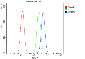 YWHAE Rabbit Polyclonal Antibody