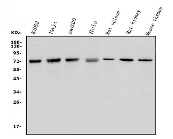MCPIP1/ZC3H12A Rabbit Polyclonal Antibody